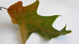DSCN3780.webp
