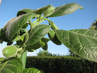 Knospen  ET.webp
