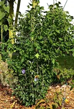 aus 1 mach 2 Hibisken_500.webp