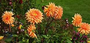 gelb_orange Dahlie unermüdlich_900.webp