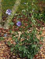 Hibiscus Blue Chiffon_500.webp