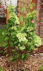 Hortensie Limelight ca 120 cm hoch_500.webp