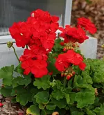 rote Pelargonie_900.webp