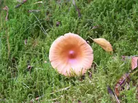Waldspaziergang 001.webp