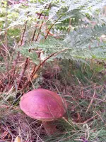 Waldspaziergang 017.webp