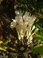 WP_000193.webp