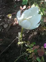 WP_000195.webp
