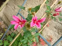Clematis Diana.webp