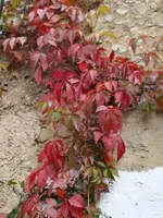 Wilder Wein.webp