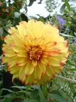 Lady Darlene.webp