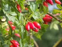 Waldspaziergang 003.webp