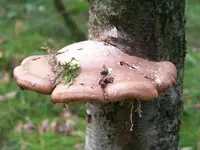 Waldspaziergang 009.webp