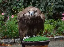 vogelmensa.webp