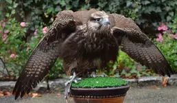 vogelmensa1.webp