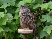 vogelmensa2.webp