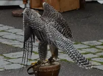 vogelmensa3.webp