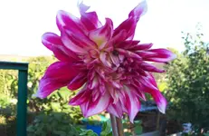 Dahlie.webp