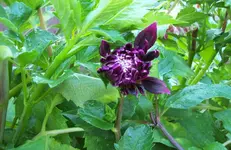 Dahlie 1.webp