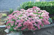Fette Henne.webp