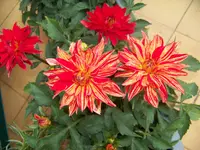 dahlie.webp