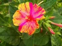 wunderblume.webp
