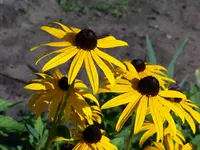 goldsturm.webp