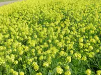 Raps_015.webp