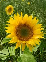 Bienenfreund-Sonnenblumen_012.webp