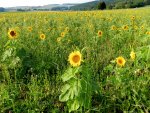 Bienenfreund-Sonnenblumen_013.JPG