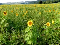 Bienenfreund-Sonnenblumen_013.webp