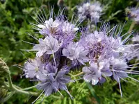 Bienenfreund-Sonnenblumen_010.webp