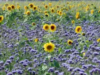 Bienenfreund-Sonnenblumen_011.webp