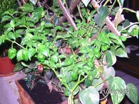 BILD1528.webp