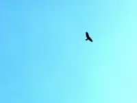 Raubvogel_201.webp