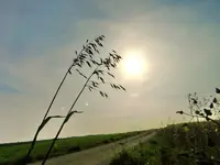 In die Sonne_150.webp