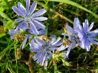 Wegwarte_073.webp