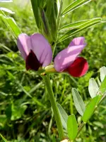 Wilde Wicke_196.webp