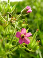 Wilder Storchenschnabel_169.webp