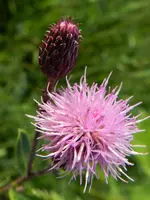 Distel_184.webp