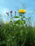 Distel-Sonnenblume_194.JPG