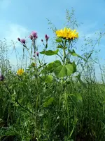 Distel-Sonnenblume_194.webp