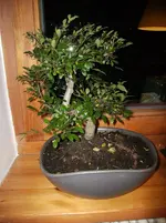 bonsai1 (2).webp