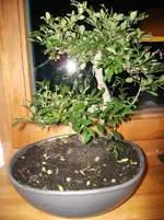bonsai2 (2).webp