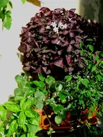 IMG_3835.webp