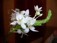 chincherinchi.webp