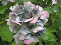 180.webp
