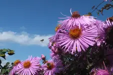 2012_0921Sommer0018.webp