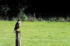 2012_0916Sommer0079  c.webp