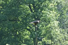 2012_0916Sommer0081 ..webp