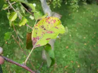 100_6071.webp